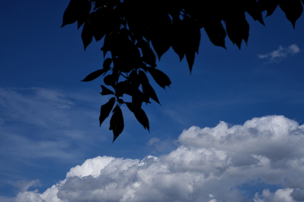 夏雲（かうん）５