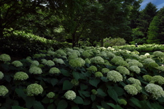 森林植物園６（アナベルの丘）