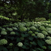 森林植物園６（アナベルの丘）