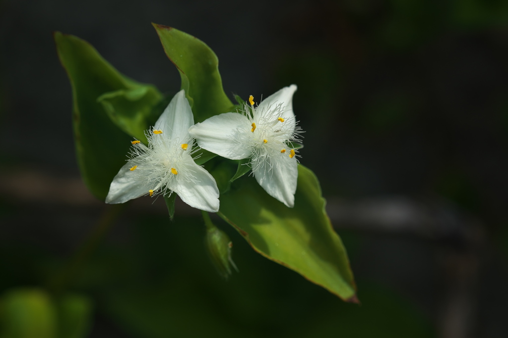 道端に咲く野草花（トキワツユクサ）