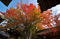 神社の紅葉２