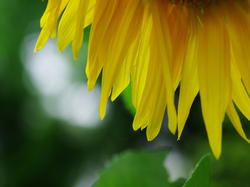 夏の花々１０（向日葵）