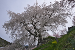 叉兵衛桜（またべいざくら）１