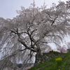 叉兵衛桜（またべいざくら）１