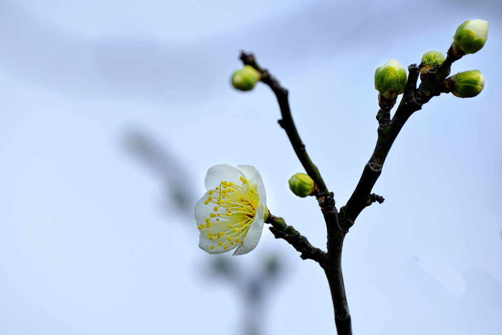 公園の梅が咲いた（白梅）