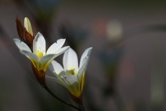 春の川沿いに咲く野草花（ハナニラ）