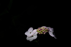 梅雨待ちの紫陽花（アジサイ）２