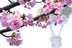 駅前の河津桜（カワヅザクラ）が咲いた