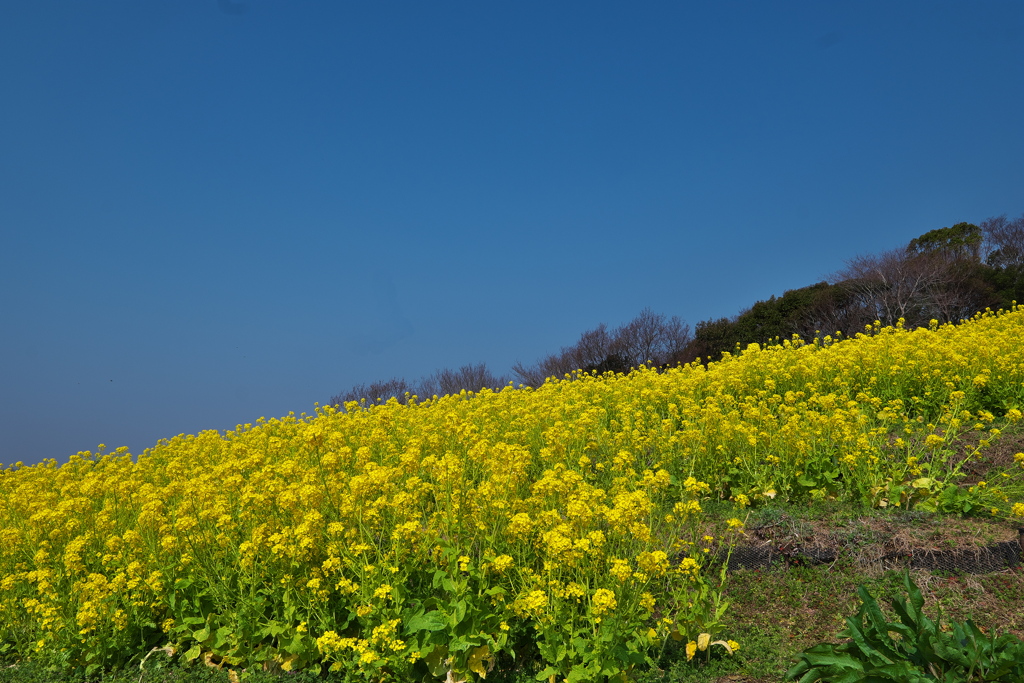 神戸総合運動公園の菜の花（ナノハナ）１
