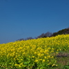 神戸総合運動公園の菜の花（ナノハナ）１