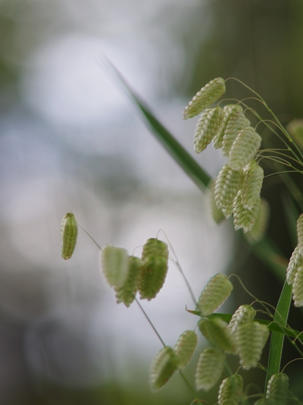 春の野草１（小判草）