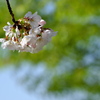 公園の染井吉野（ソメイヨシノ）２