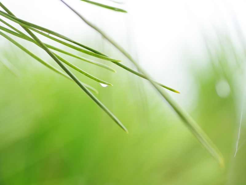 盛夏の緑９（松）