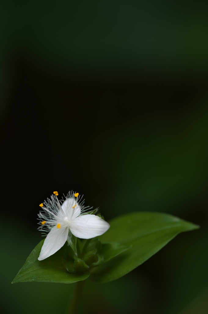 小さな神社の野草花（トキワツユクサ）