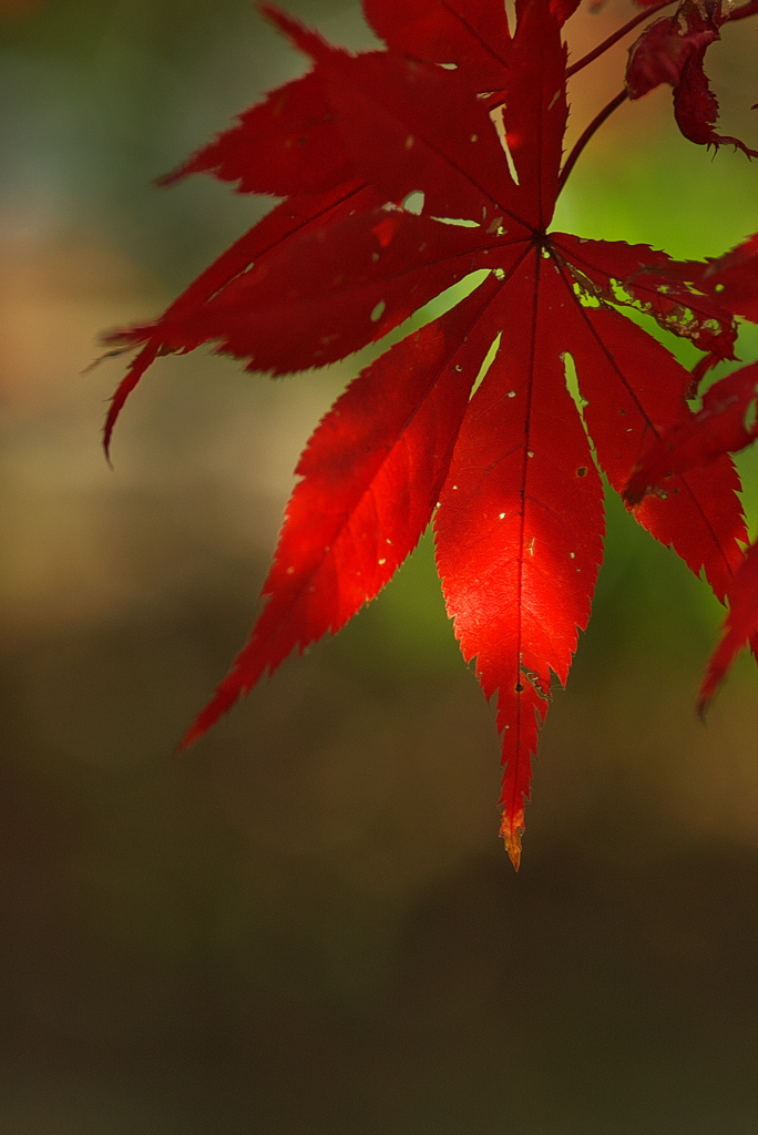 住吉神社の紅葉（モミジ）３