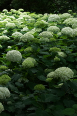 神戸は森林植物園の紫陽花２