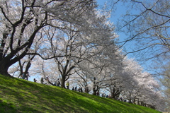 背割堤の桜並木が満開２