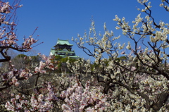 大阪城公園の梅林