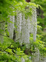 萬葉植物園２（白野田藤２）