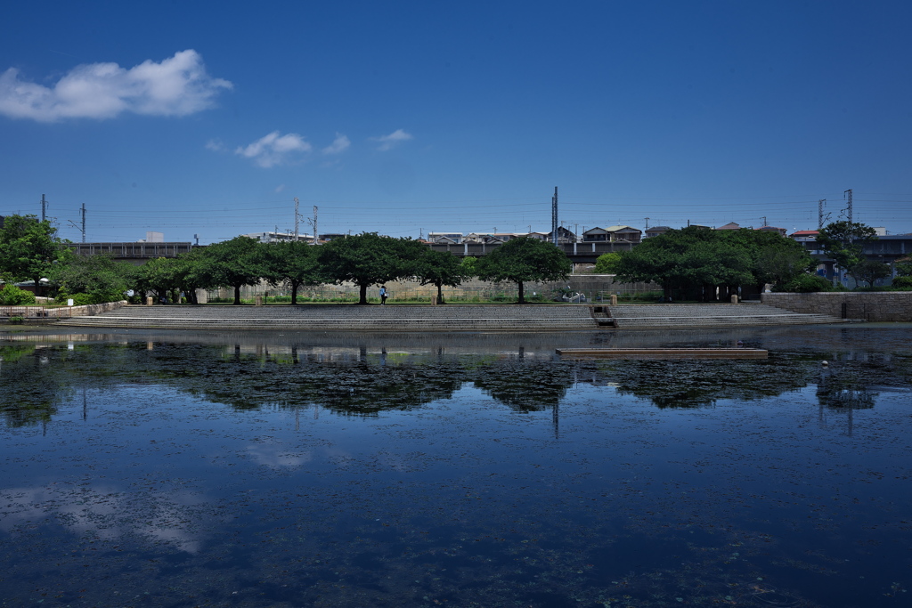 公園の桜並木の今２