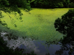 森林植物園５（長谷池の阿佐佐３）