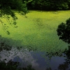 森林植物園５（長谷池の阿佐佐３）