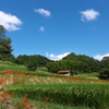 奈良は彼岸花三昧１（稻淵の棚田）