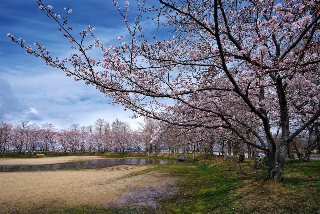 天満大池公園のサクラ１
