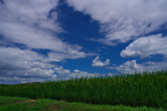 稲と夏雲１