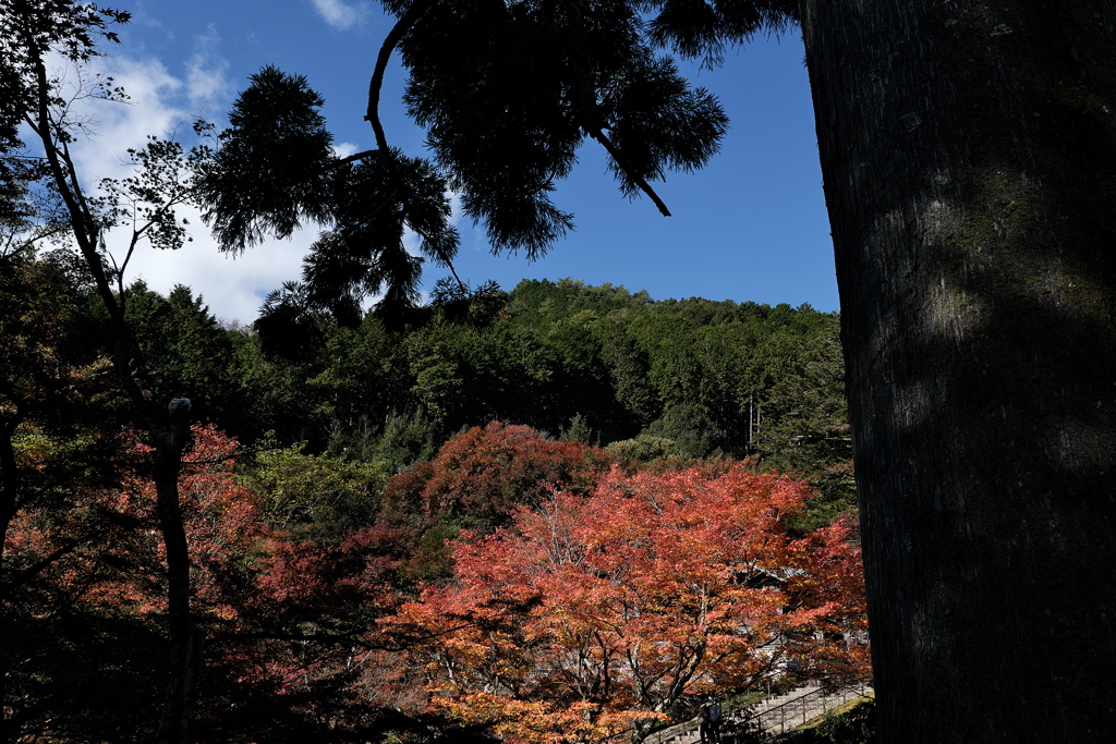 丹波古刹の紅葉４円通寺（えんつうじ）
