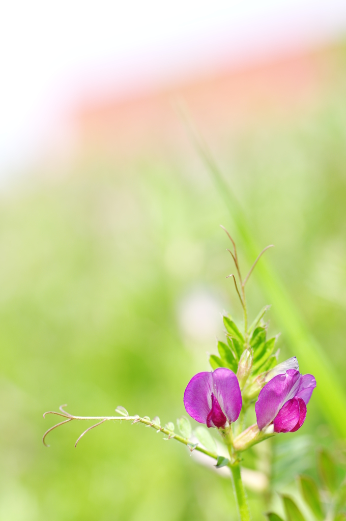春を告げる野草花４（カラスノエンドウ）