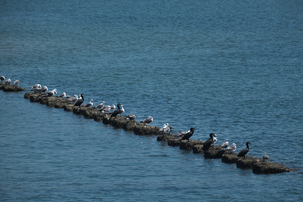 海辺に集う海鳥たち