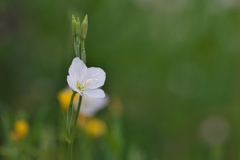 農道に咲く白花の赤花夕化粧（アカバナユウゲショウ）