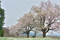 里山の桜２（夫婦桜）