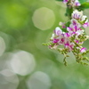 住吉神社の萩（ハギ）の花