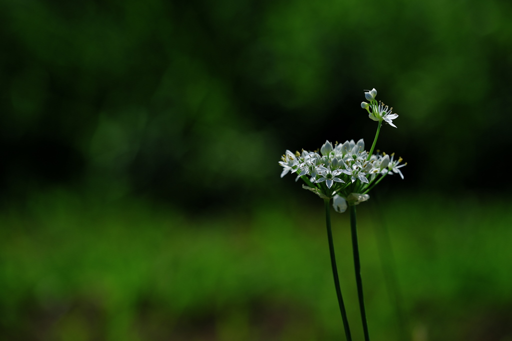 溜池土手に咲く芹（セリ）