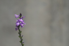 道端に咲く野草花（マツバウンラン）