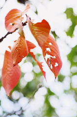 色付きはじめた桜