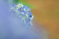 紫陽花の花が咲いた２