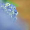 紫陽花の花が咲いた２