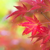 住吉神社の紅葉（モミジ）２