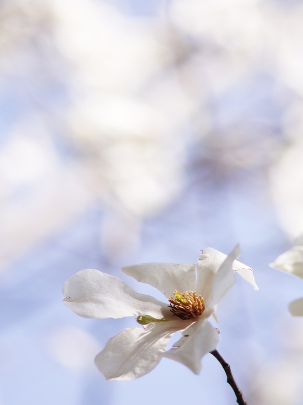 春来る１４（辛夷２）