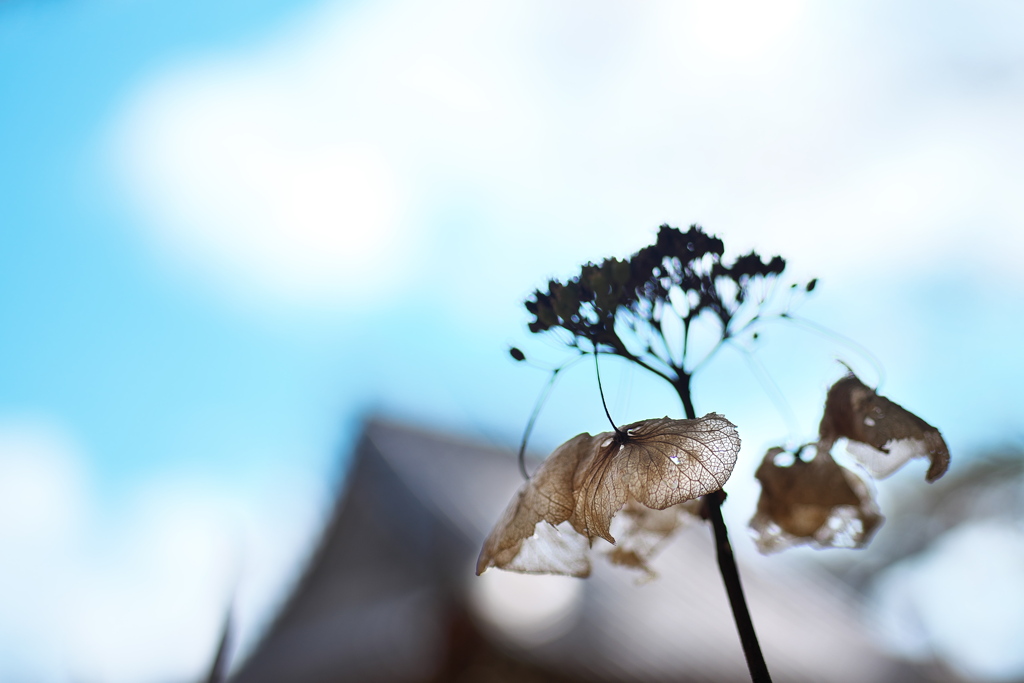 神社の枯れ紫陽花（アジサイ）２