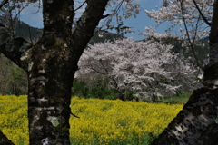 大江の桜並木と菜の花畑１