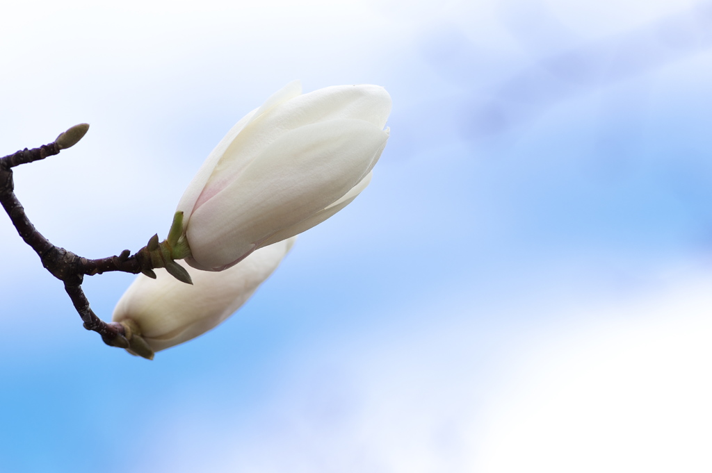 春本番、公園の白木蓮（ハクモクレン）が咲いた