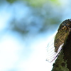 神社に鳴く熊蝉（クマゼミ）