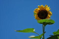 向日葵（ヒマワリ）は夏の青空が似合う