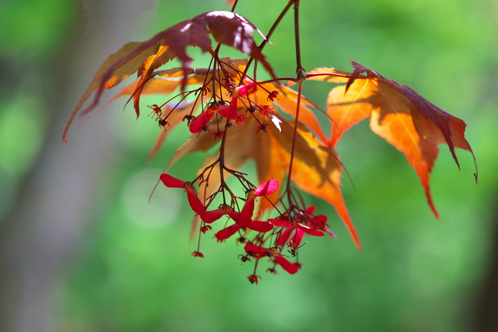 若葉が赤い紅葉（モミジ）１