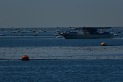 明石海苔の収穫（もぐり船）２