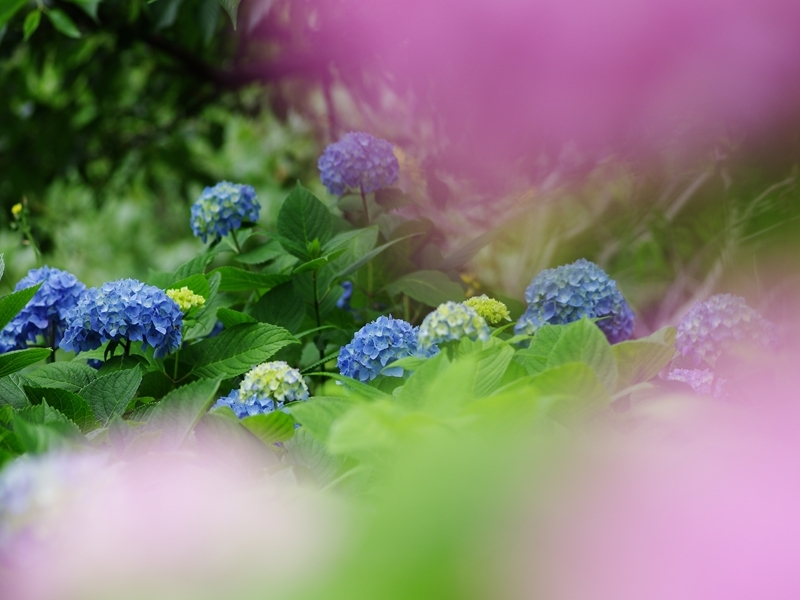 春から夏へ（花の移ろい１２）